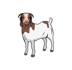 Fotobehang Boer goat design illustration , suitable for your design needs, T-shirt, logo, illustration, animation, etc. © LeamSign