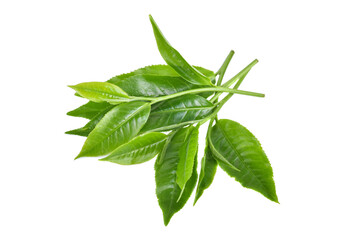 Green tea leaf isolated on white background