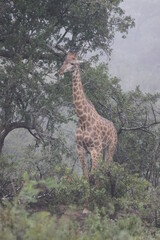 giraffe in the savannah rain