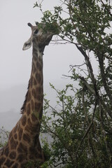 giraffe in the wild eating