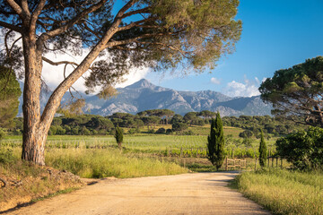 Vineyard and mountains in Corsica