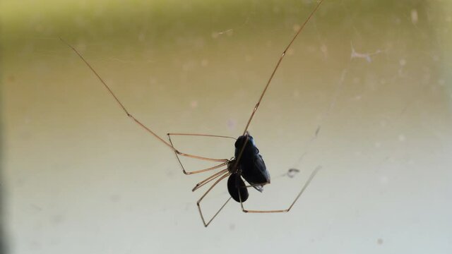 Skull spider injects venom into fly caught in web and wraps it in silk. Close up of pholcus phalangioides.