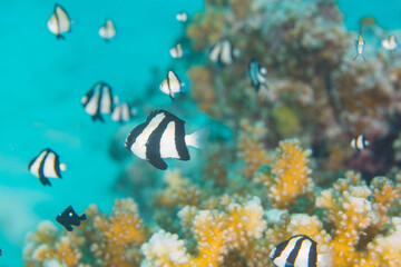 Fototapeta na wymiar 珊瑚　魚