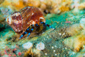 石垣　海　カラフル ヤドカリ