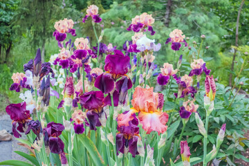 Frühling Sommer 2021