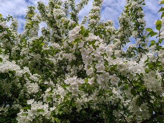Blooming apple tree against the background of a peaceful sky.