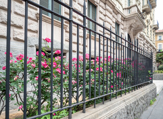 rose bushes behind the metal fence of an ancient palace.Milan, Lombardy, Italy.