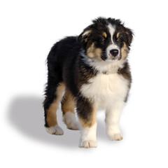 Australian shepherd puppy in winter snow