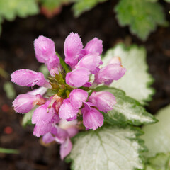 Lamier maculé ou tacheté (Lamium maculatum 'Silver beacon') à jolies fleurs verticilles rose...