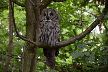 owl germany