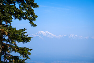 Slovenian mountains in misty fog with spruce trees