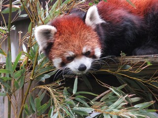 シセンレッサーパンダ