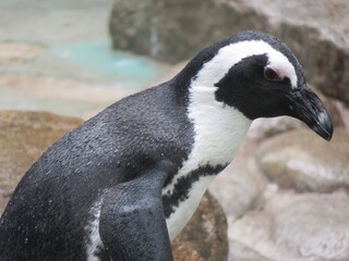 Naklejka premium ケープペンギン