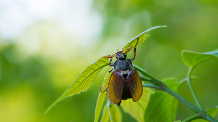 Melolontha. Cockchafer Melolontha Scarabaeidae, crawling on green leaves in natural environment. a large insect in the wild. garden pest. May beetle sits on leaves. isolated, natural background, macro