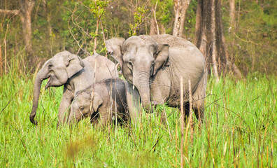 Naklejka na ściany i meble baby elephant mother and baby, elephant mother and baby