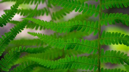 green fern leaves in the forest for background. Natural green fern leaves texture in the forest close up on a blurred background. foliage natural floral background of fern in sunlight. close-up