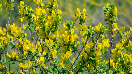 Chamaecytisus ratisbonensis. yellow flowers and green leaves on a plant branch. in the forest or in the field. floral natural background, close-up. nature in spring. Honey plants Ukraine. © Oleksandr Filatov
