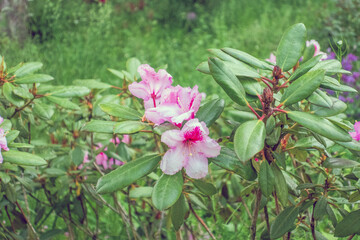 Frühling Sommer 2021