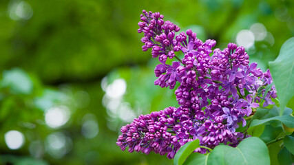 Lilac blossom flowers spring view. Spring lilac flowers. Lilac blooms. A beautiful bunch of lilac....