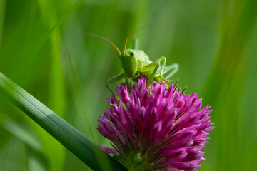 green grasshopper. Green locust sits on a clover flower. big cricket on a red flower, on a green blurred background. macro photo of nature. close-up portrait of an insect. field pest