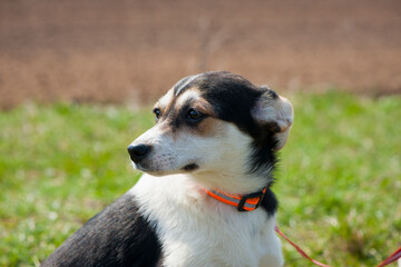 Dog. small black-white puppy, on a leash. portrait, head, beautiful dog, walking pets. concepts of friendship, training, veterinary medicine. domestic animal, looking away. puppy in a collar, close-up