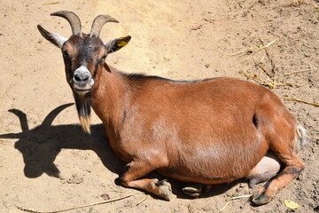Goat Germany