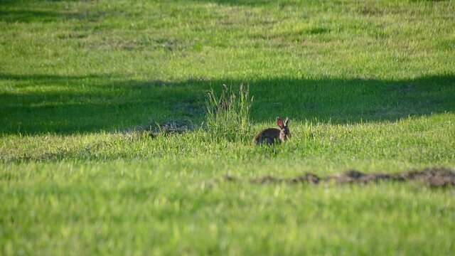 A small fluffy eared rabbit sits on a green meadow and eats grass. Wild bunny on grassland. Cute wild rabbit in the natural environment, close up. Static shot, real time, shallow depth of field