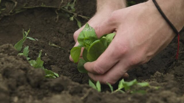 Close-up of the hand of a Caucasian white man straightening and planting seedlings of balgar pepper in the black earth. Smooth camrera movement high dynamic range