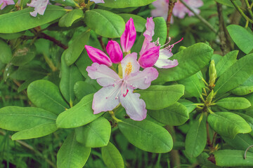 Frühling Sommer 2021