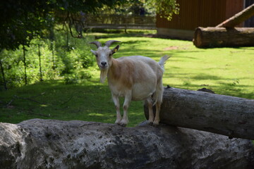 Goat Germany