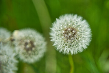 Löwenzahn Pusteblume