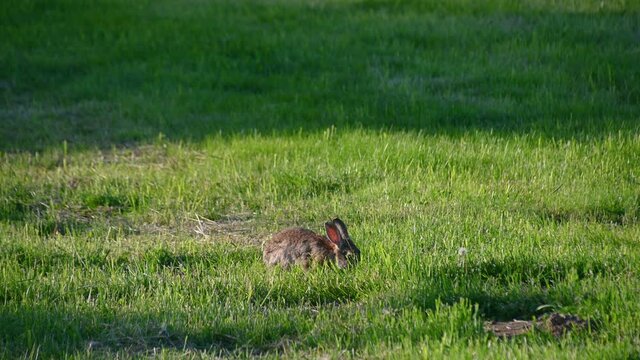 A small fluffy eared rabbit sits on a green meadow and eats grass. Wild bunny on grassland. Cute wild rabbit in the natural environment, close up. Static shot, real time