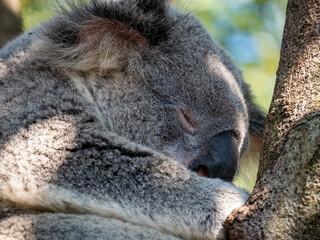 koala sleeping