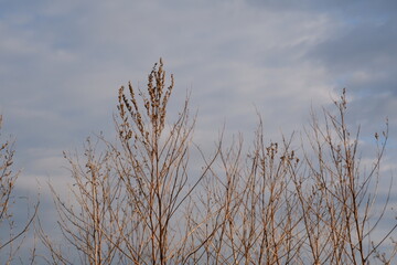 branches of dry grass against the sky