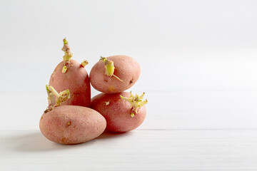 Sprouted potato tubers for planting.