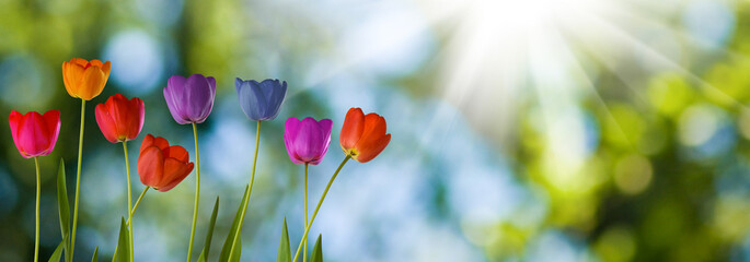 Fototapeta na wymiar Image of many flowers of tulips in a garden