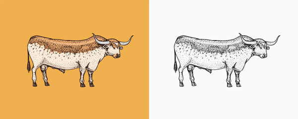 Domestic Cow. Farm animal. Vintage sketch for shop. Badge for t-shirts. Hand Drawn engrave Vector illustration.