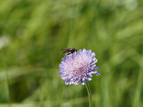 Neoitamus cyanurus | Dipt&egrave;re asilide. Mouche, insecte &agrave; toison. Voleur d'al&ecirc;ne commun ou mouche du poin&ccedil;on commun pos&eacute; sur une fleur de scabieuse