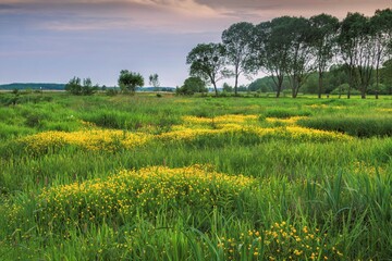 Fototapeta premium field at sunset