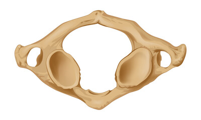 First cervical vertebra, bottom view. Human аnatomy аtlas