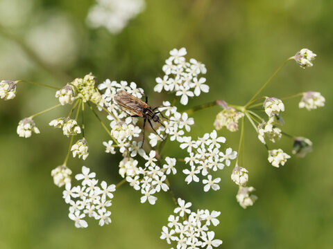 Neoitamus cyanurus | Dipt&egrave;re asilide. Mouche, insecte &agrave; toison. Voleur d'al&ecirc;ne commun ou mouche du poin&ccedil;on commun pos&eacute; sur une fleur 