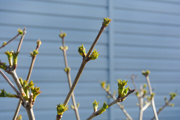 Branch of currant with blossoming leaves in spring. New buds on the bush