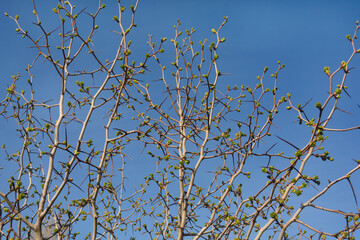 Hawthorn branches with thorns and open buds with new green foliage. Early spring, blue sky background