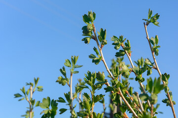 New green leaves in spring on currant bush