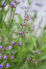 flowers in the garden
