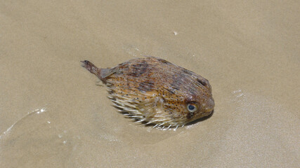 dead fish on the beach