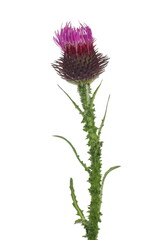 Pink burdock flower isolated on white background with clipping path