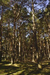 Fototapeta premium BOSQUE DE PINOS SILVESTRES (PINUS SYLVESTRIS). LARGOS Y DELGADOS TRONCOS. COPA DE LOS ÁRBOLES VERDE TAPANDO EL CIELO AZUL.
