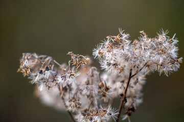 dry flower on a branch