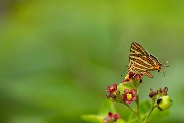 Butterfly on the wild flower on the greeny background